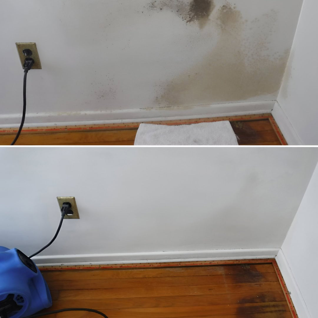 MoldGuard – Rimuovi Muffa e Spray Protettivo